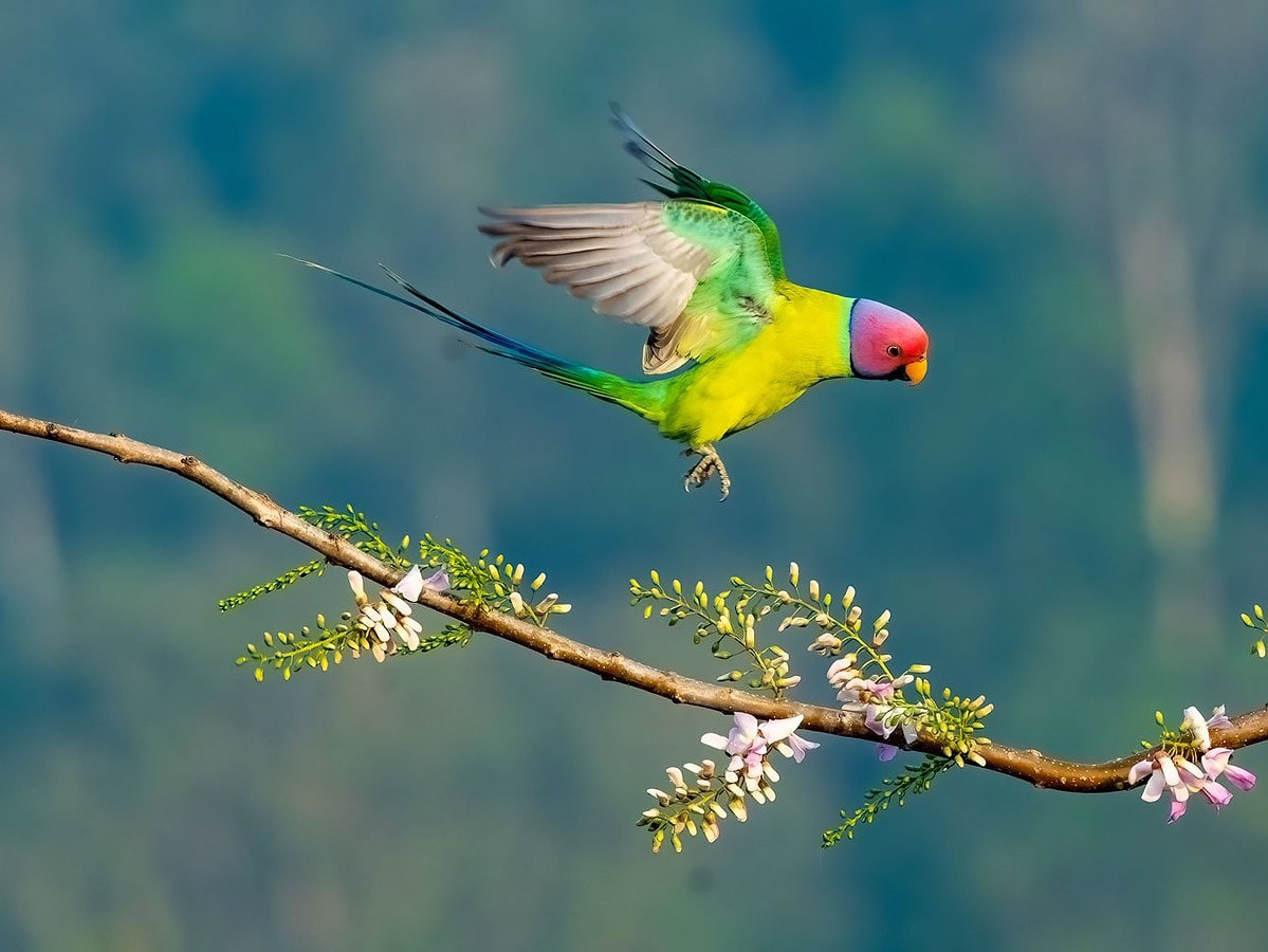 flower landing