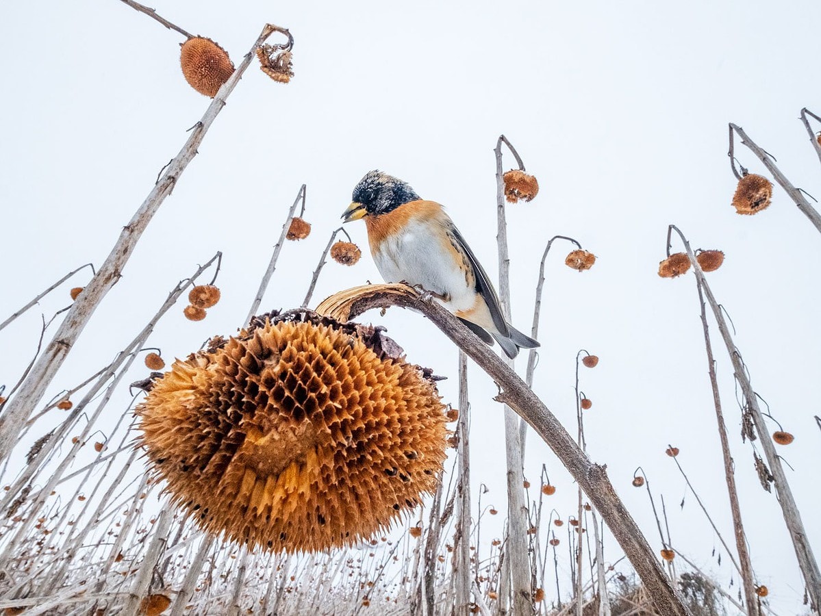 gold birds in the environment