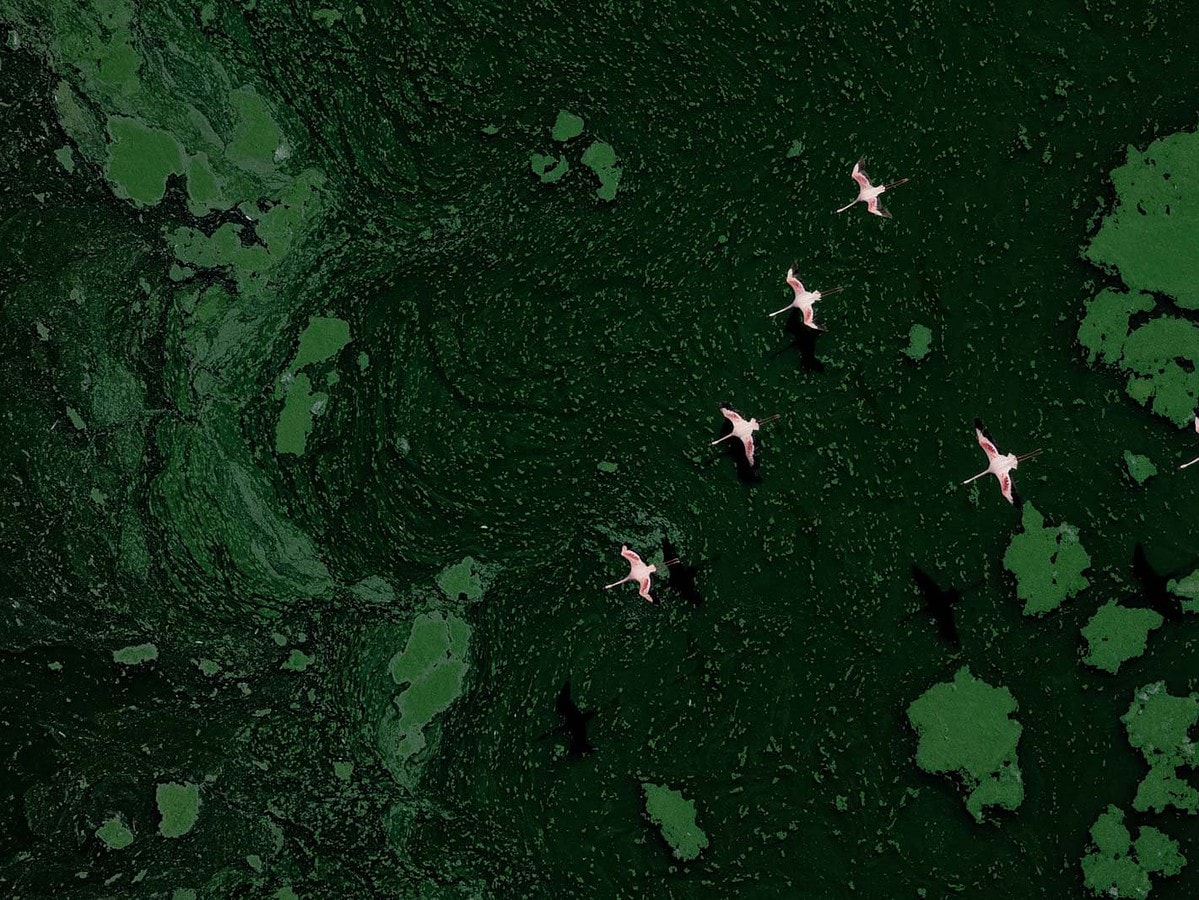 silver birds in flight