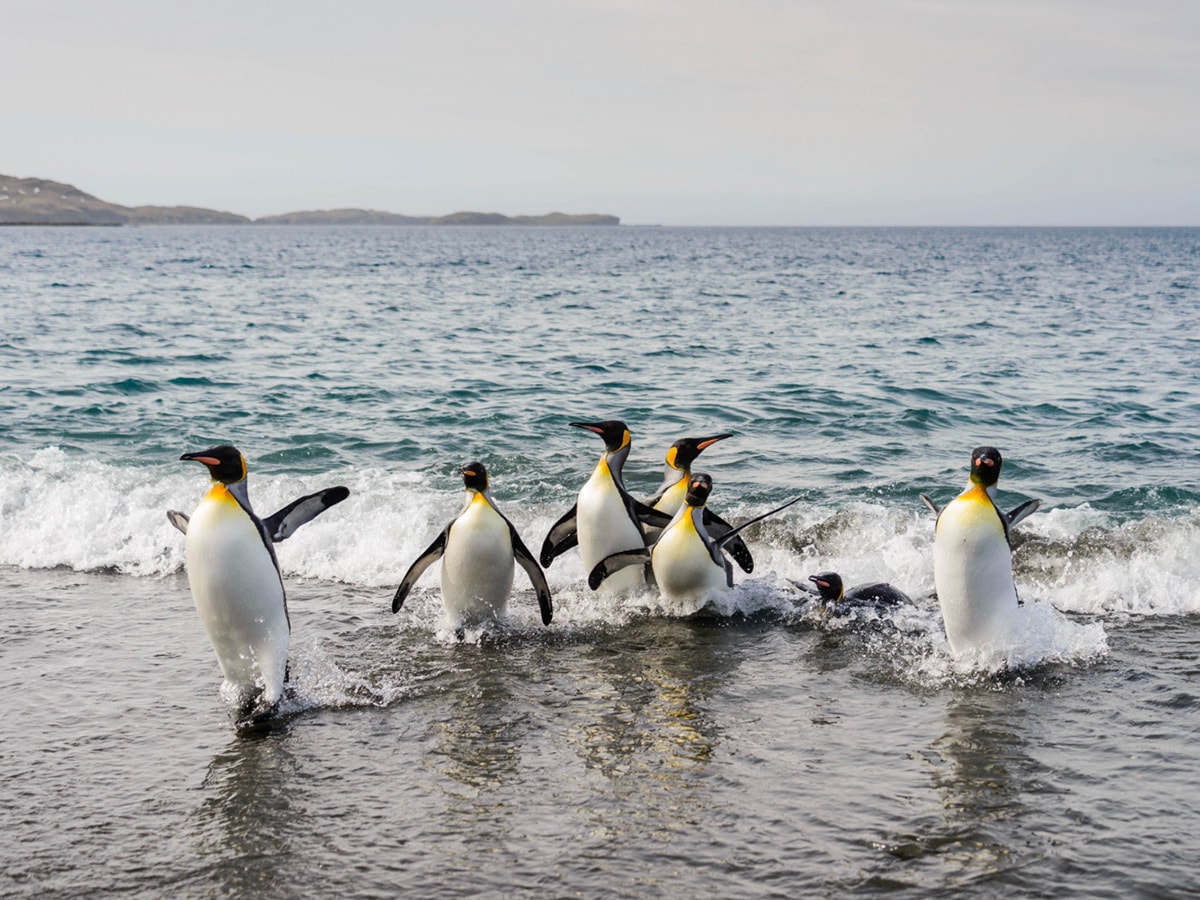 king penguins