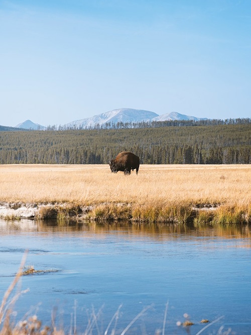 yellowstone bison