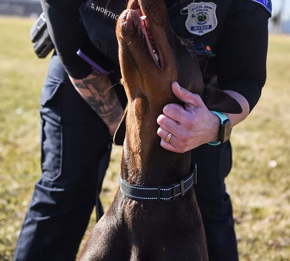 dog 2