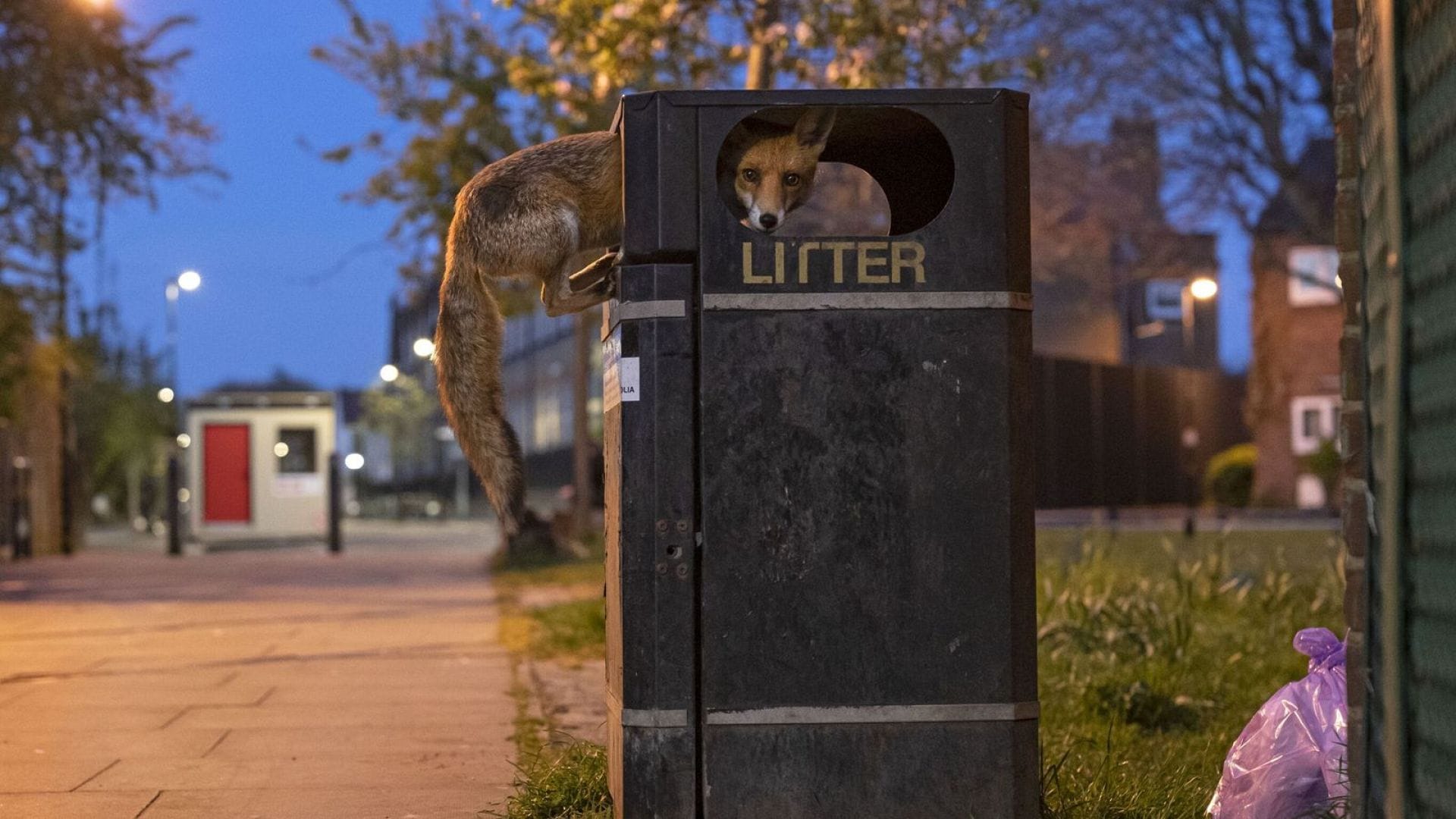 fox litter