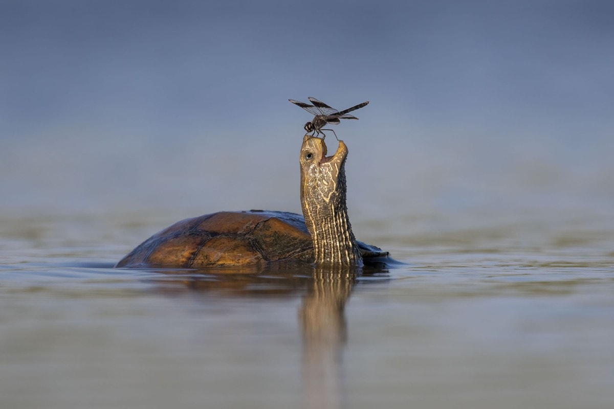 happy turtle