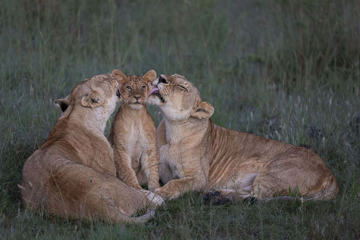 shared parenting
