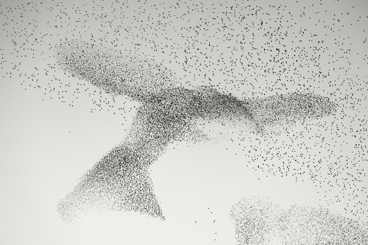 starling murmuration