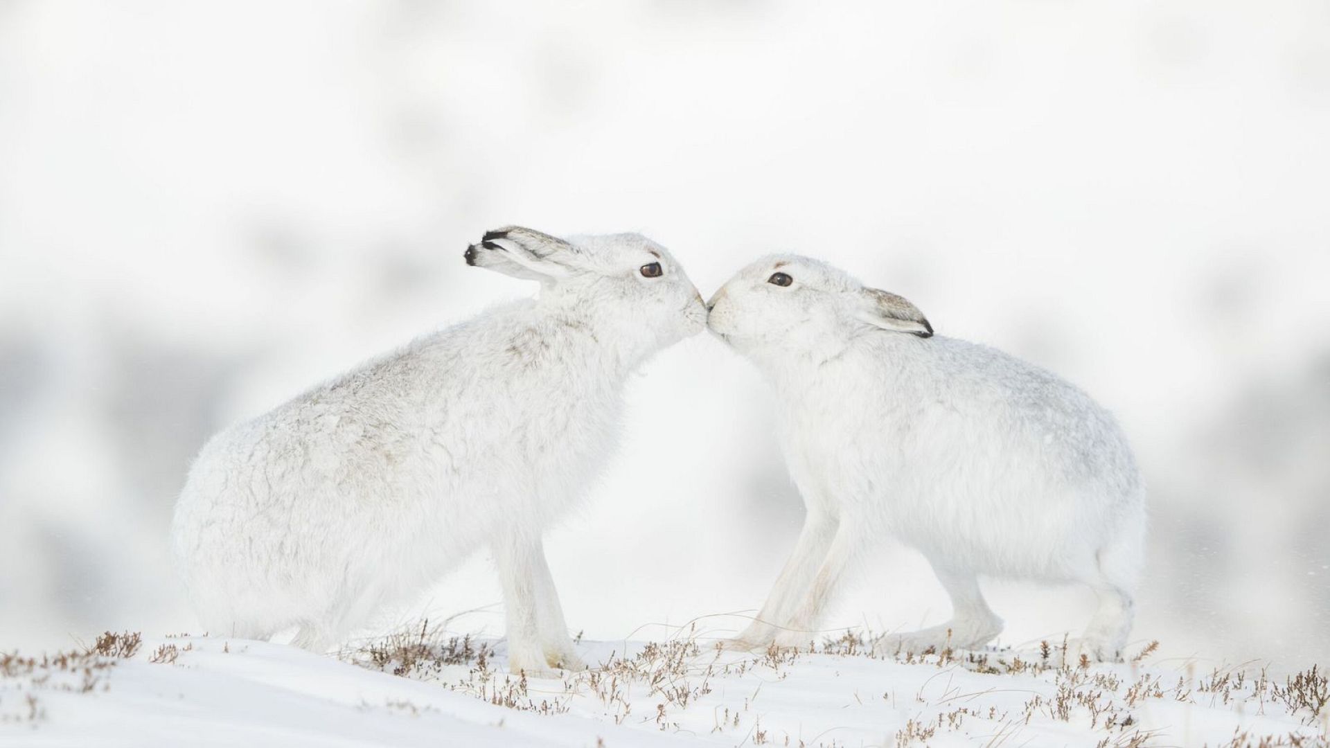 tender touch