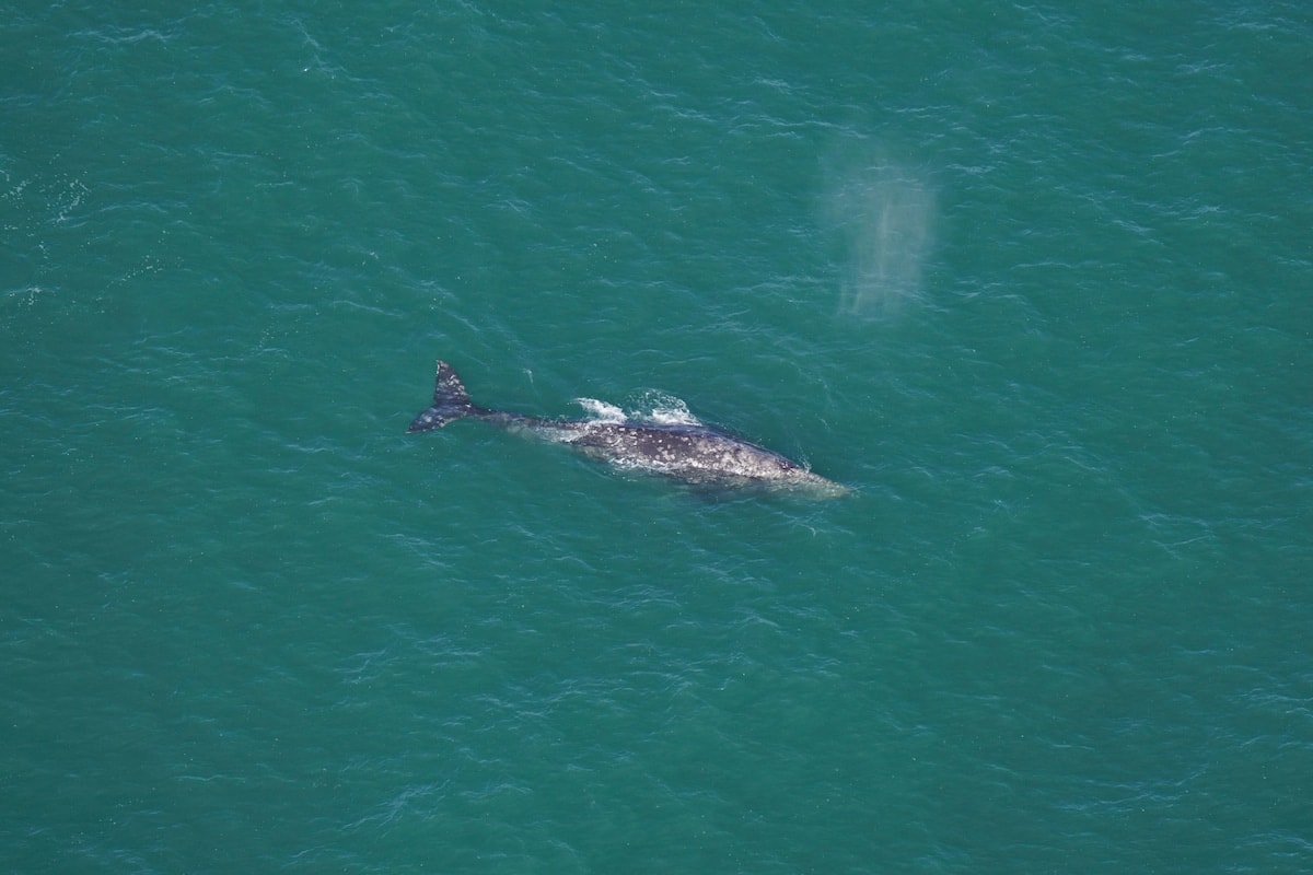 gray whale