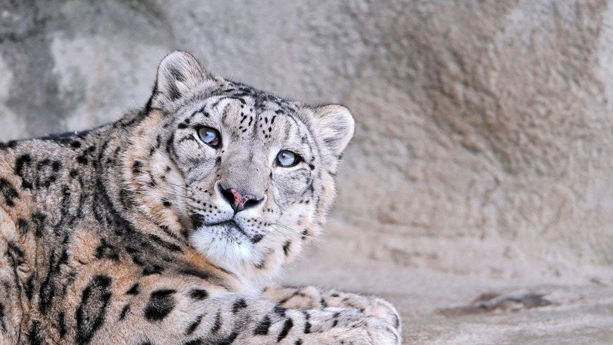 snow leopard