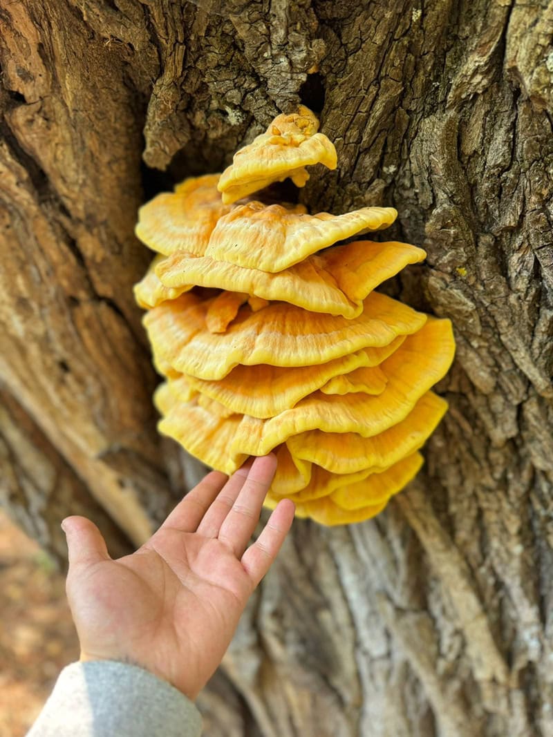 kotopoulo dasous