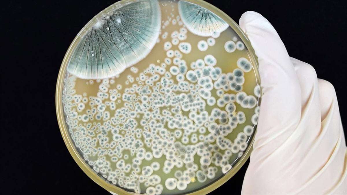 Πενικιλίνη