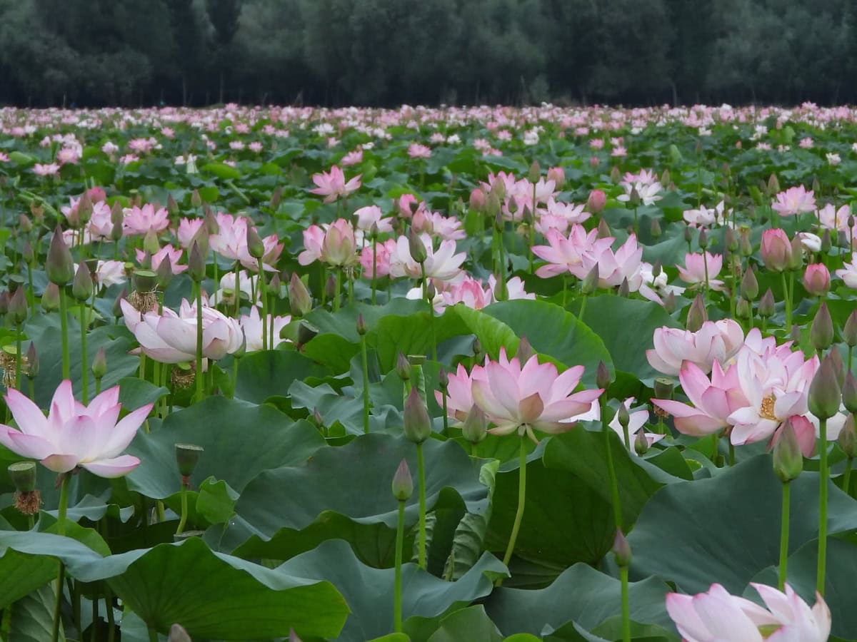 Άνθη λωτού ανθίζουν ξανά στο Κασμίρ μετά από 3 δεκαετίες