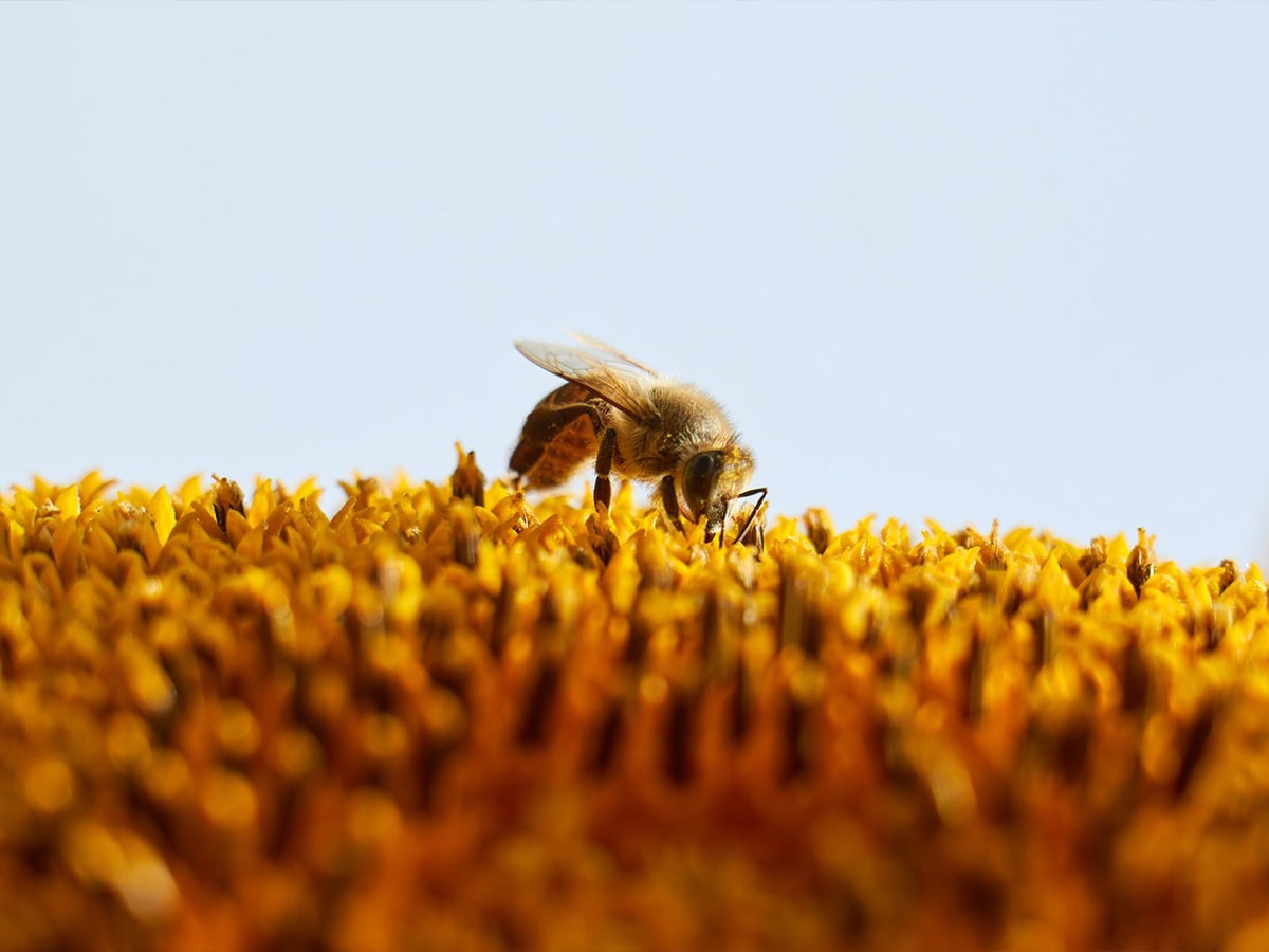Superfood που ενισχύει τις μέλισσες
