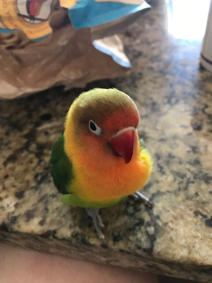 kiwi 1
