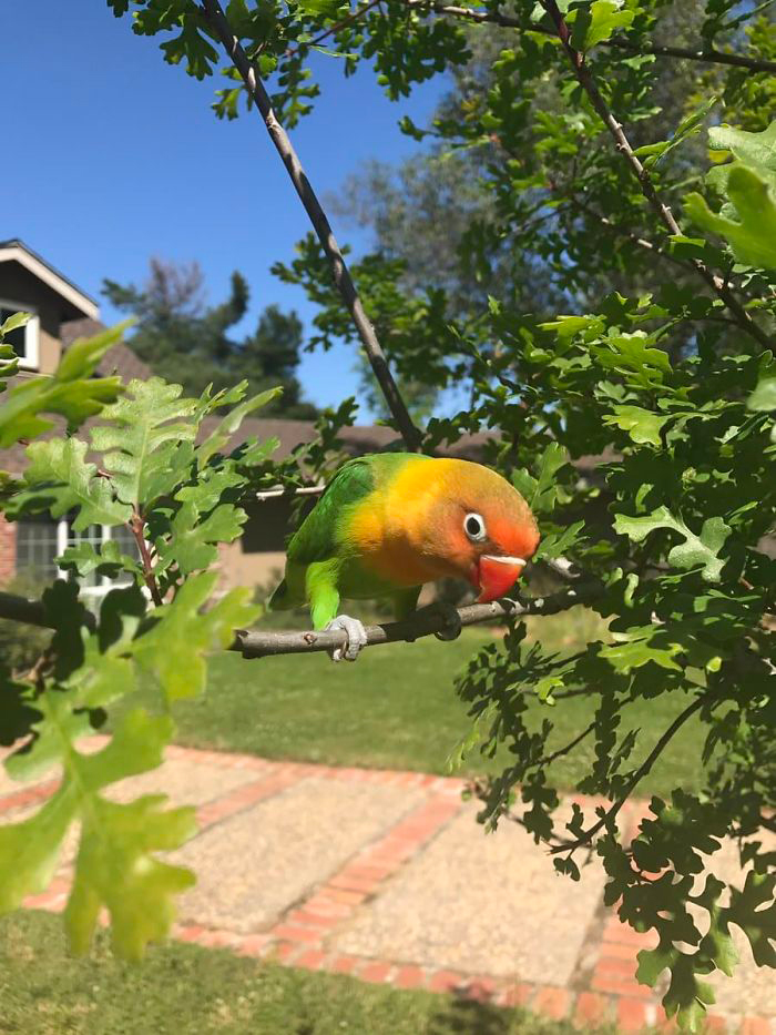 kiwi 2