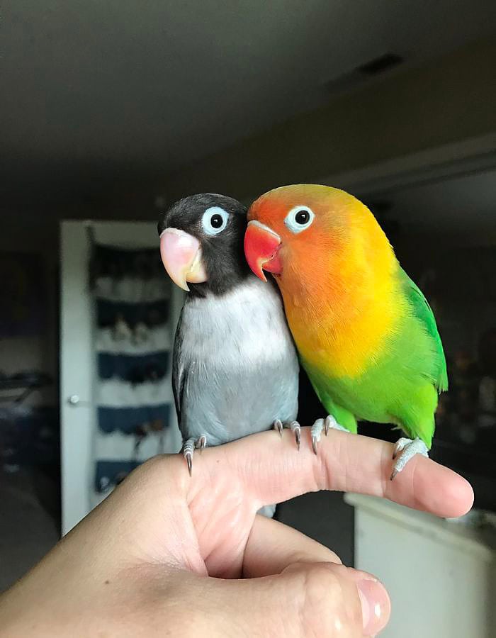 kiwi 3