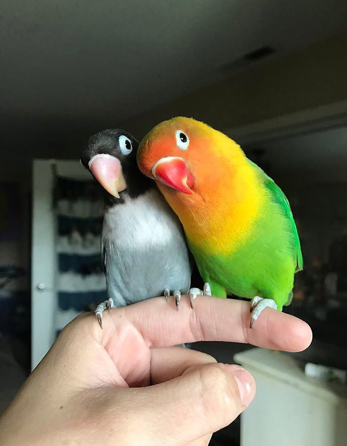 kiwi 4