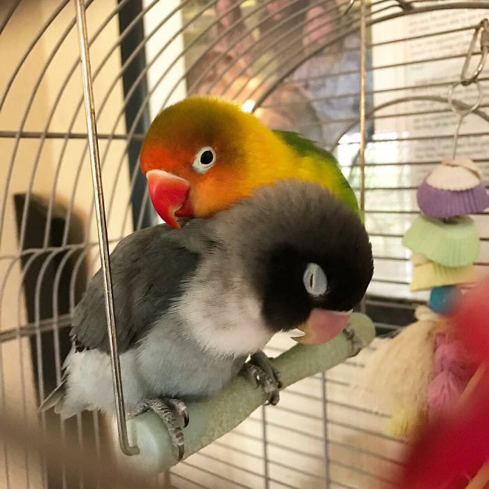 kiwi 5