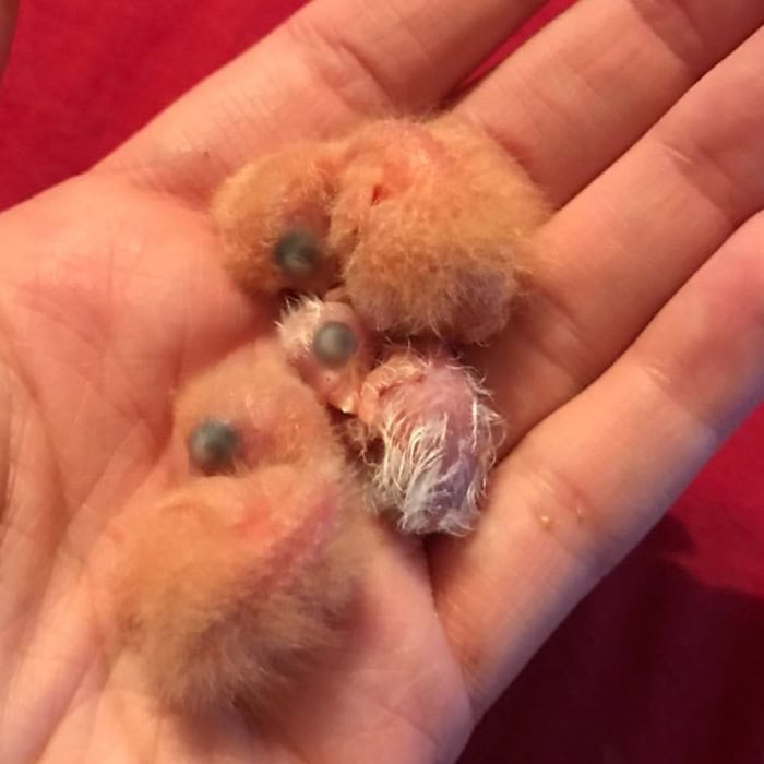 kiwi 6