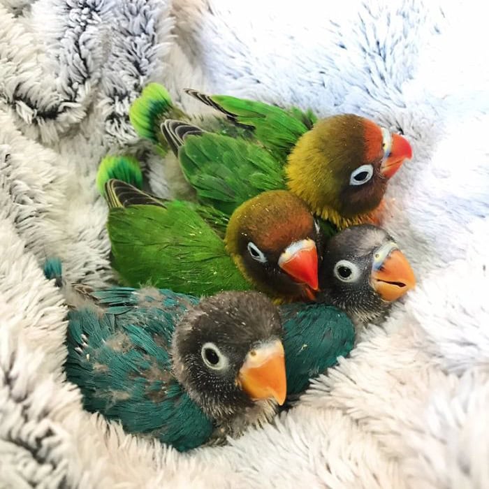 kiwi 7