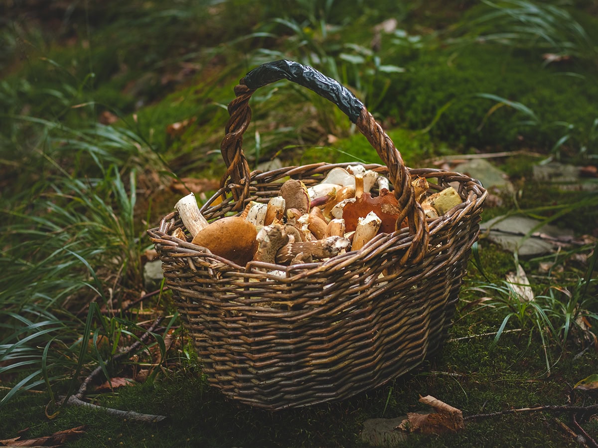 3η Γιορτή Μανιταριών Αγόριανης 2025