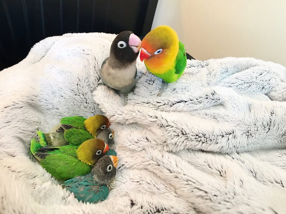 Δύο παπαγαλάκια ερωτεύονται και αποκτούν μωράκια