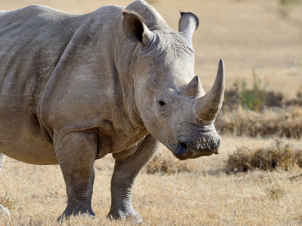Η CITES λέει όχι στο εμπόριο κεράτων ρινόκερου