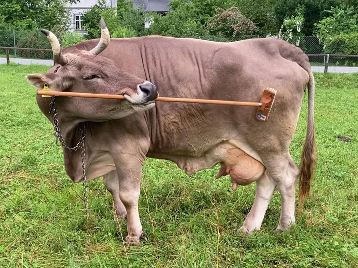 Αγελάδα χρησιμοποιεί εργαλεία και εντυπωσιάζει την επιστήμη