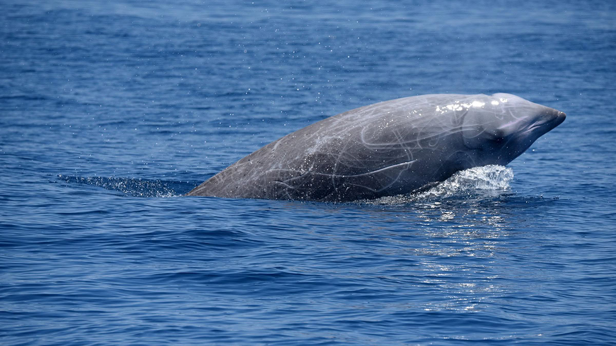Η ζιφιός: η «αόρατη» φάλαινα