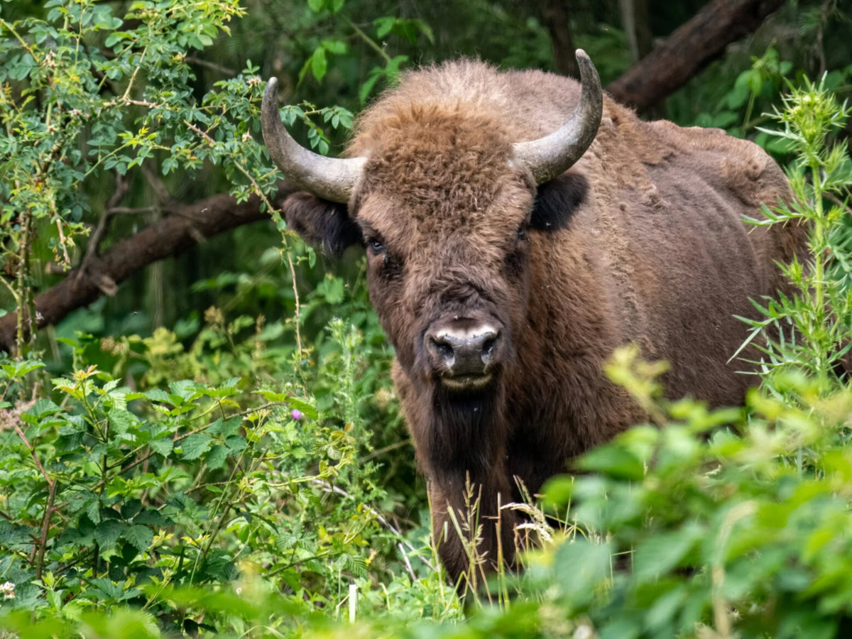 Η επιστροφή του ευρωπαϊκού βίσωνα στα Καρπάθια