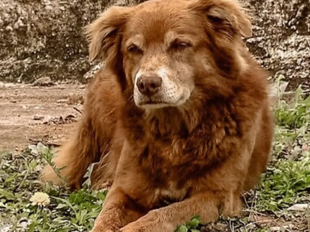 Η ιστορία του Bob Coveiro και ο νέος νόμος για τα κατοικίδια