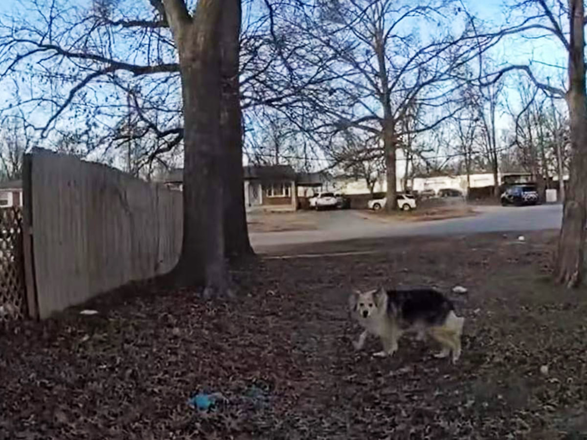 αστυνομικός και σκύλος βρίσκουν χαμένο παιδί