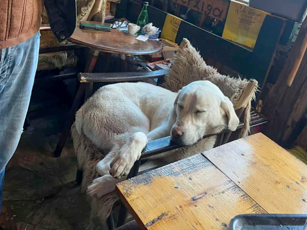 Η συγκινητική διάσωση σκύλου που επέζησε 9 μέρες στο βουνό στο Μέτσοβο